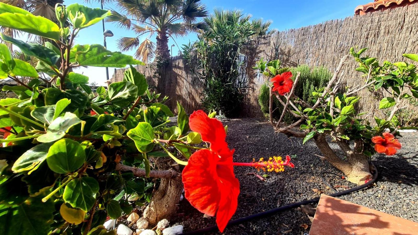 Green Ocean House - Origo Mare Lajares Esterno foto